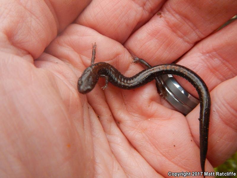 Shenandoah Mountain Salamander (Plethodon virginia)