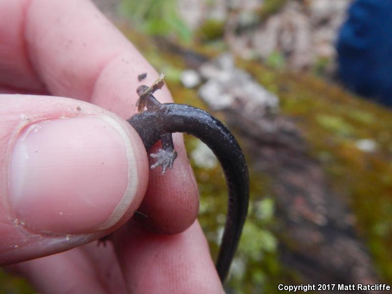 Shenandoah Mountain Salamander (Plethodon virginia)