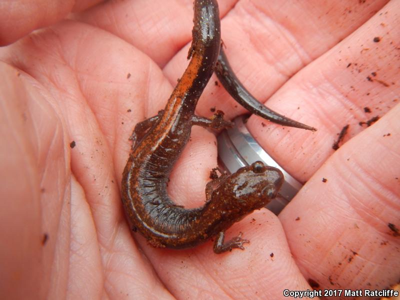 Shenandoah Mountain Salamander (Plethodon virginia)