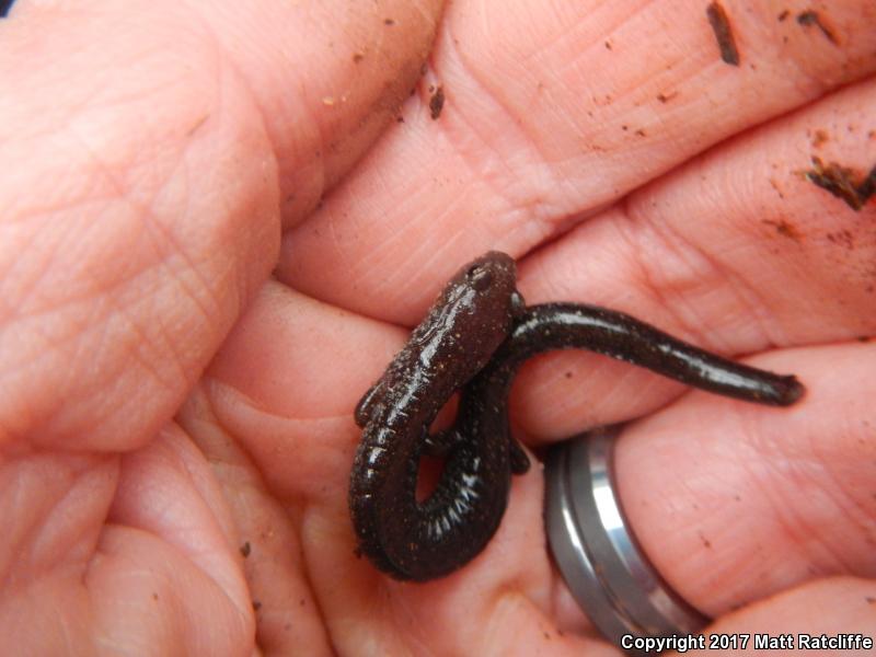 Shenandoah Mountain Salamander (Plethodon virginia)