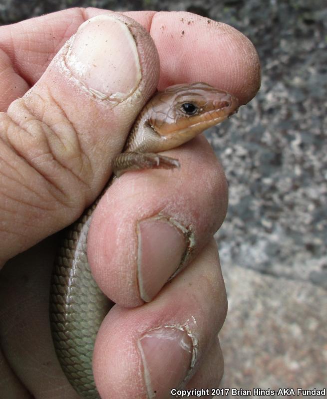 Greater Brown Skink (Plestiodon gilberti gilberti)