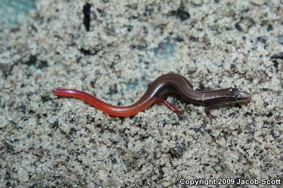 Cedar Key Mole Skink (Plestiodon egregius insularis)