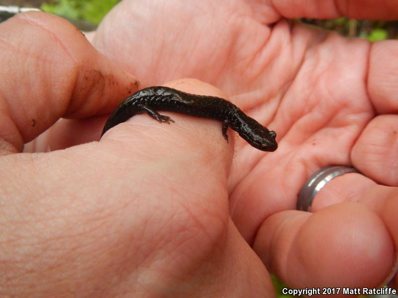 Peaks Of Otter Salamander (Plethodon hubrichti)