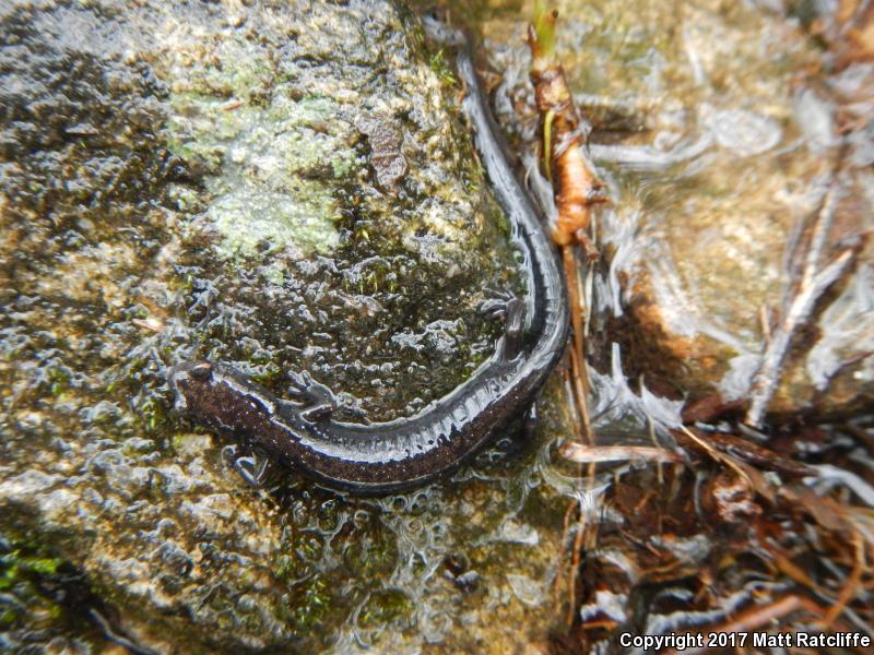 Peaks Of Otter Salamander (Plethodon hubrichti)