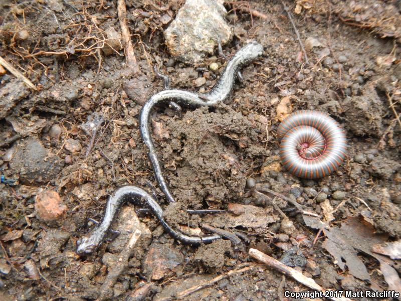 Peaks Of Otter Salamander (Plethodon hubrichti)