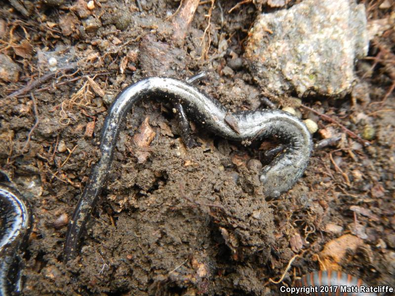 Peaks Of Otter Salamander (Plethodon hubrichti)