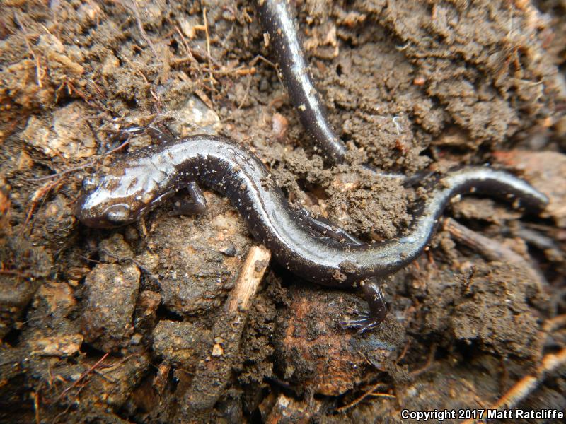 Peaks Of Otter Salamander (Plethodon hubrichti)