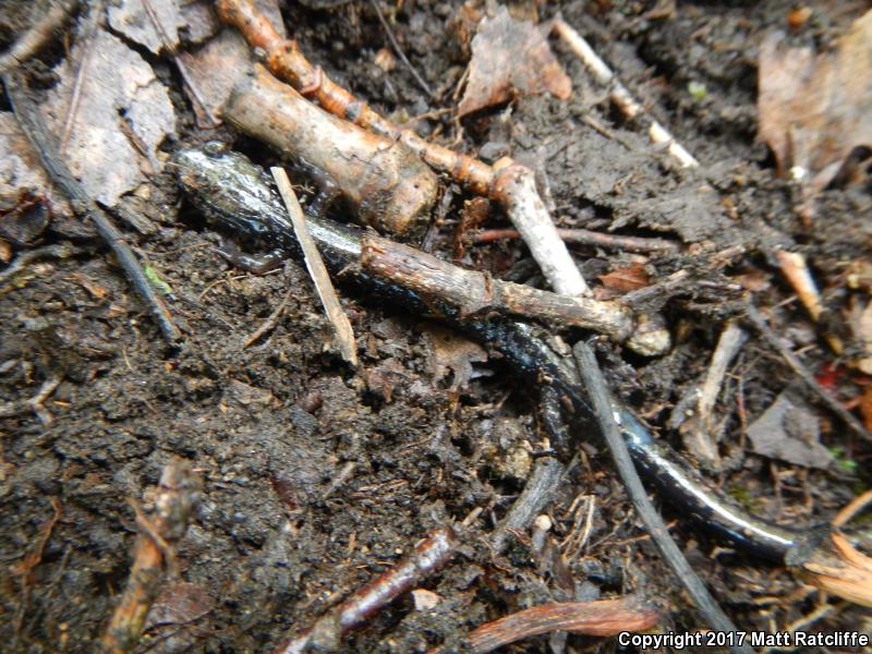 Peaks Of Otter Salamander (Plethodon hubrichti)