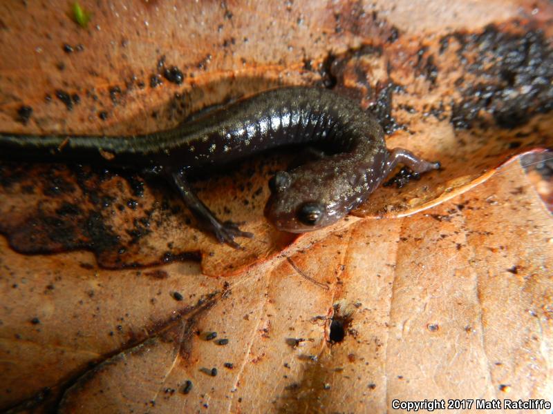 Peaks Of Otter Salamander (Plethodon hubrichti)