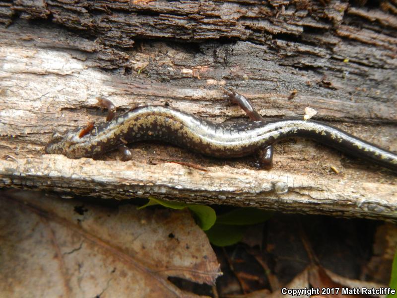 Peaks Of Otter Salamander (Plethodon hubrichti)