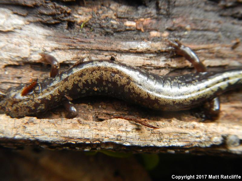 Peaks Of Otter Salamander (Plethodon hubrichti)