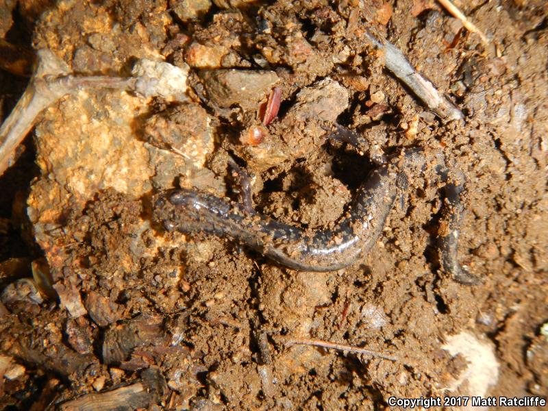 Peaks Of Otter Salamander (Plethodon hubrichti)