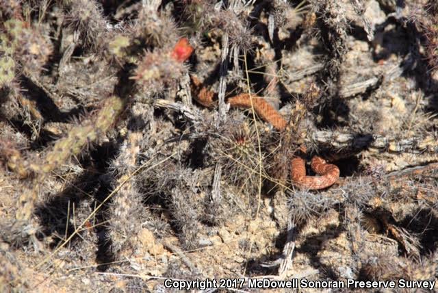 Sonoran Coachwhip (Coluber flagellum cingulum)