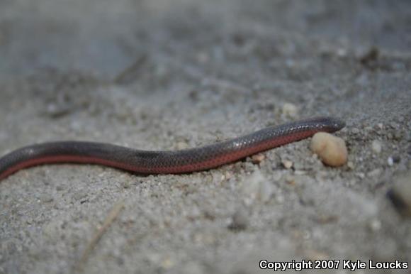 Eastern Wormsnake (Carphophis amoenus amoenus)