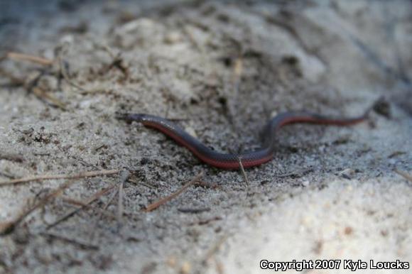 Eastern Wormsnake (Carphophis amoenus amoenus)