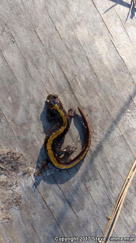 Eastern Long-toed Salamander (Ambystoma macrodactylum columbianum)