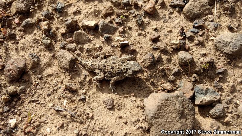 Pygmy Short-horned Lizard (Phrynosoma douglasii)