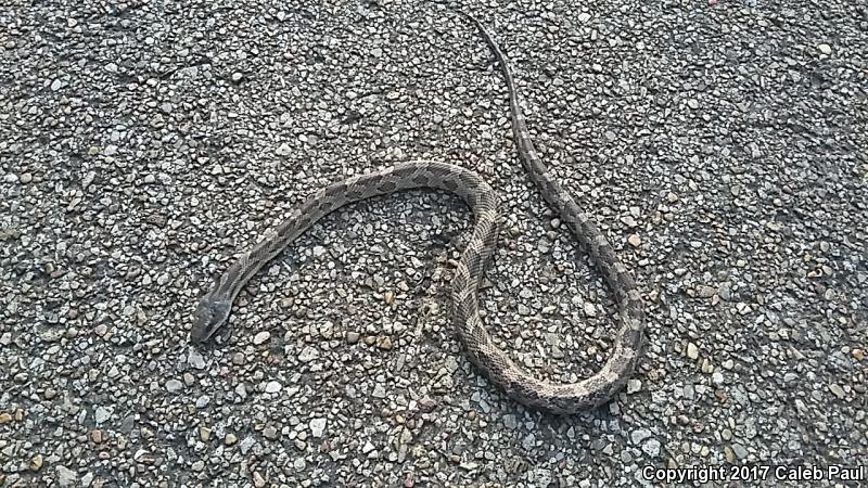 Texas Ratsnake (Pantherophis obsoletus lindheimeri)