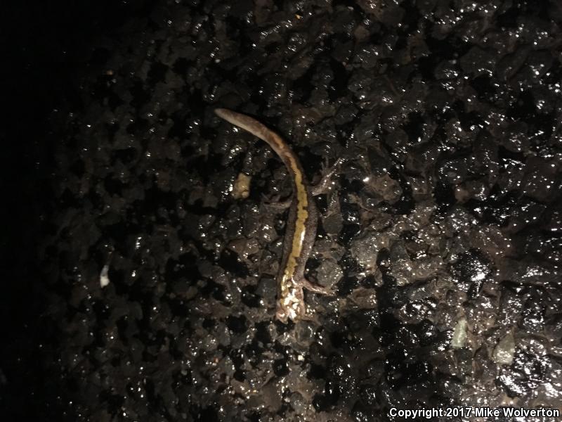 Eastern Long-toed Salamander (Ambystoma macrodactylum columbianum)