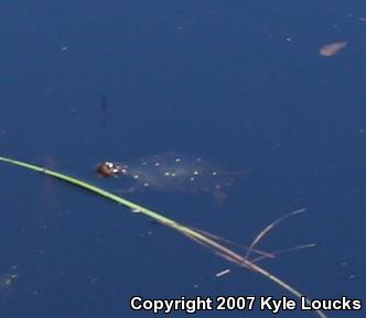 Spotted Turtle (Clemmys guttata)