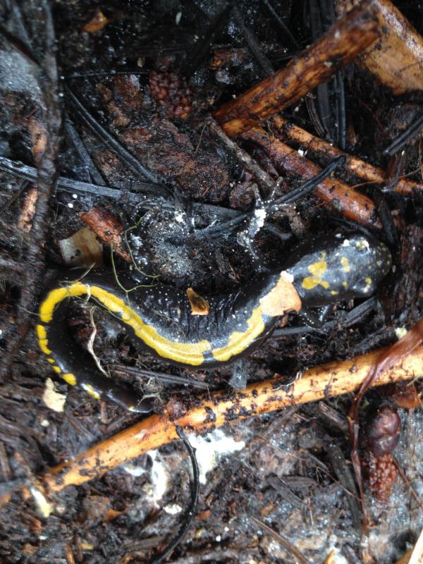 Eastern Long-toed Salamander (Ambystoma macrodactylum columbianum)