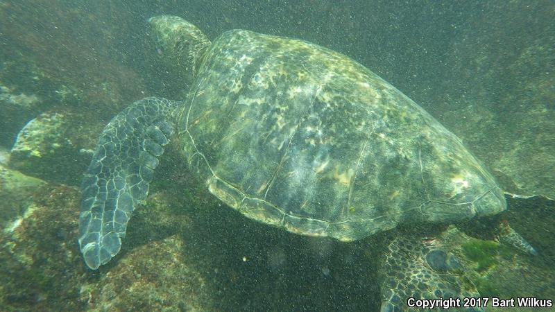 Green Sea Turtle (Chelonia mydas)