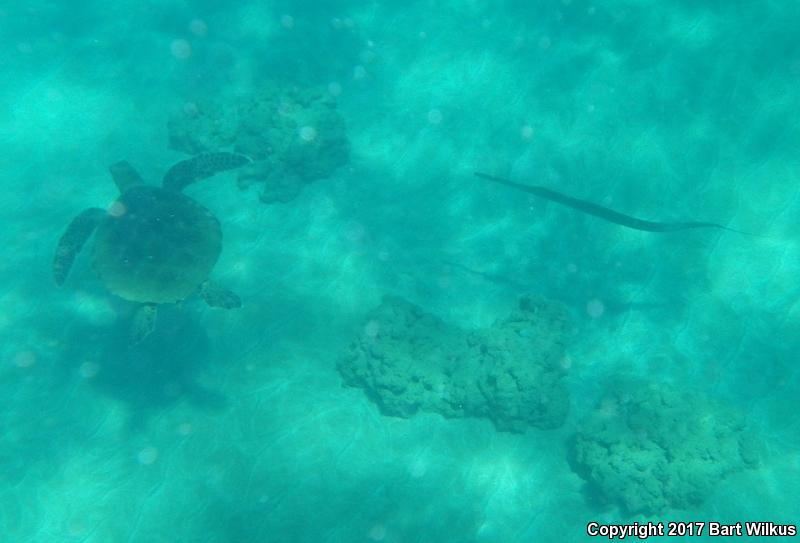 Green Sea Turtle (Chelonia mydas)