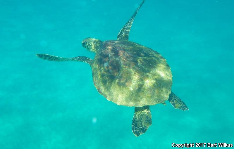 Green Sea Turtle (Chelonia mydas)