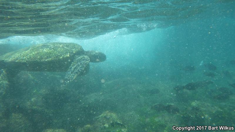 Green Sea Turtle (Chelonia mydas)