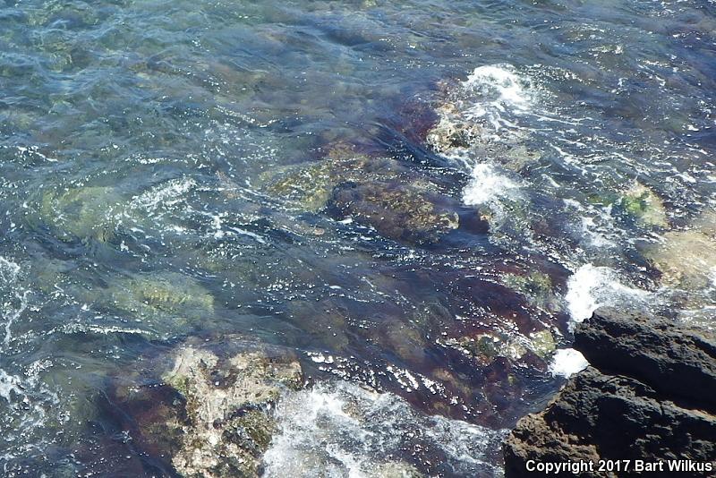 Green Sea Turtle (Chelonia mydas)