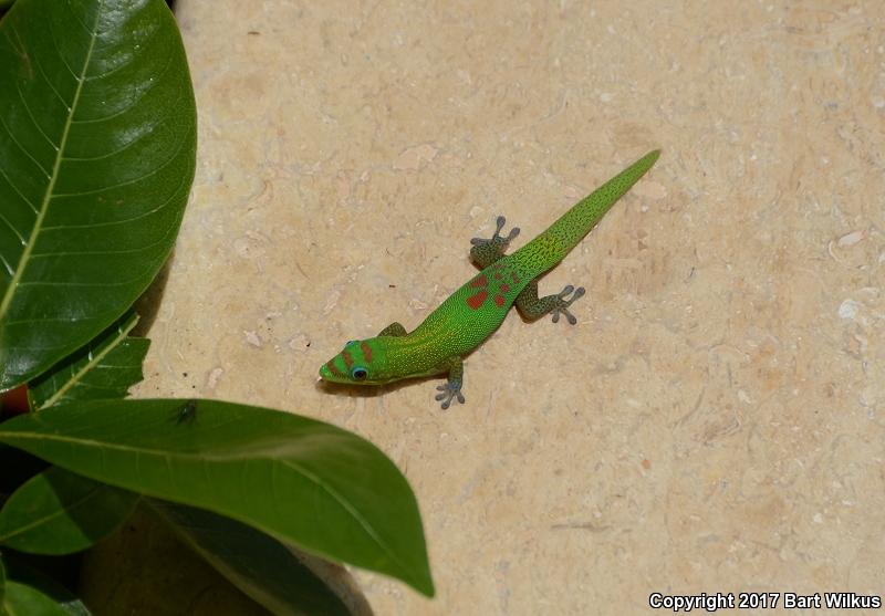 Gold Dust Day Gecko (Phelsuma laticauda)