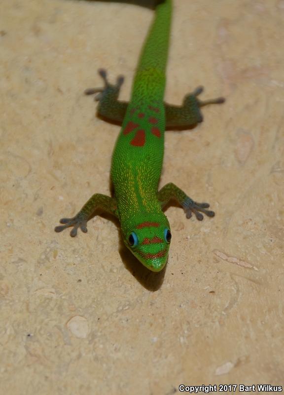 Gold Dust Day Gecko (Phelsuma laticauda)