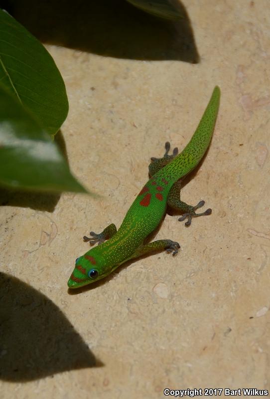 Gold Dust Day Gecko (Phelsuma laticauda)