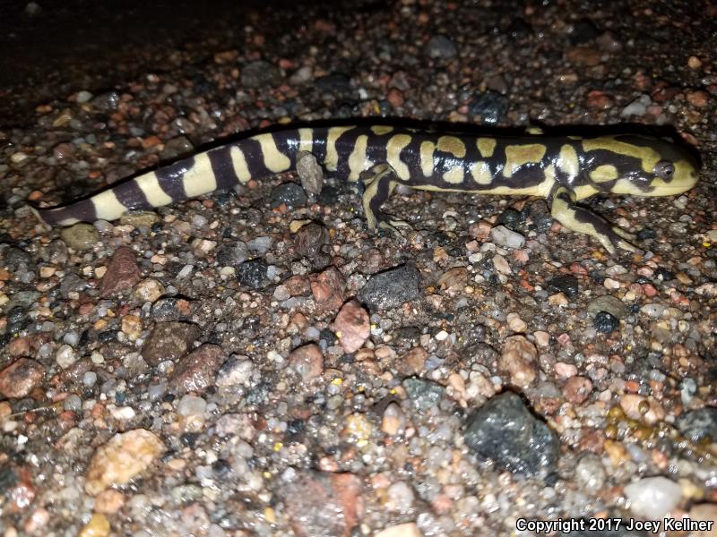 Barred Tiger Salamander (Ambystoma mavortium mavortium)