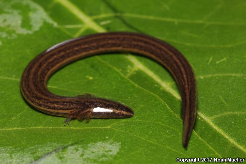 Narrow-striped Dwarf Siren (Pseudobranchus axanthus axanthus)