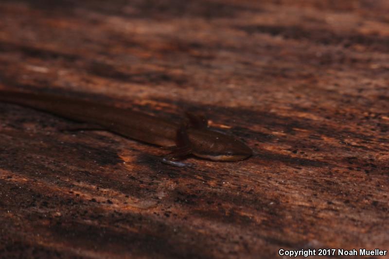 Peninsula Newt (Notophthalmus viridescens piaropicola)