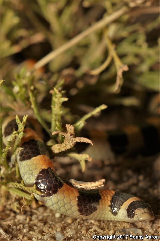 Variable Sandsnake (Chilomeniscus stramineus)