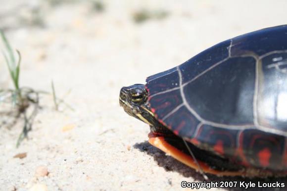 Eastern Painted Turtle (Chrysemys picta picta)