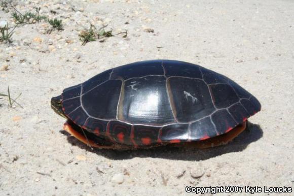 Eastern Painted Turtle (Chrysemys picta picta)