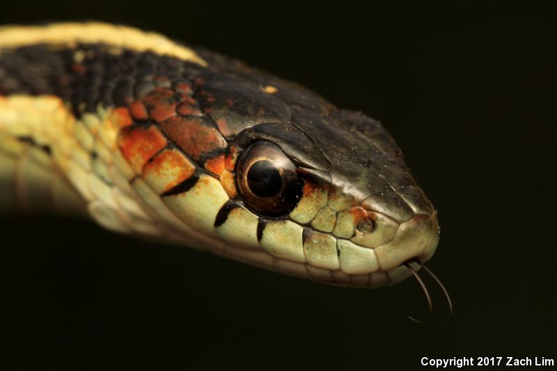 California Red-sided Gartersnake (Thamnophis sirtalis infernalis)