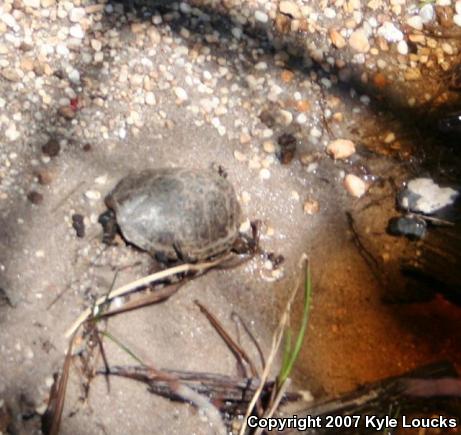 Eastern Mud Turtle (Kinosternon subrubrum subrubrum)