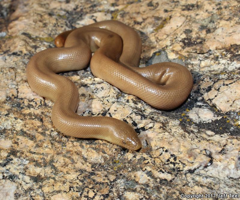 Southern Rubber Boa (Charina umbratica)