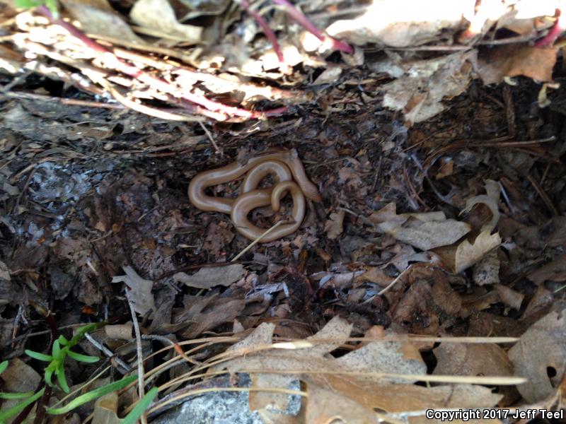 Southern Rubber Boa (Charina umbratica)