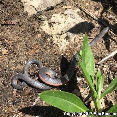 Western Wormsnake (Carphophis vermis)