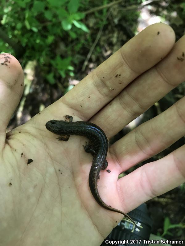 Spotted Dusky Salamander (Desmognathus conanti)