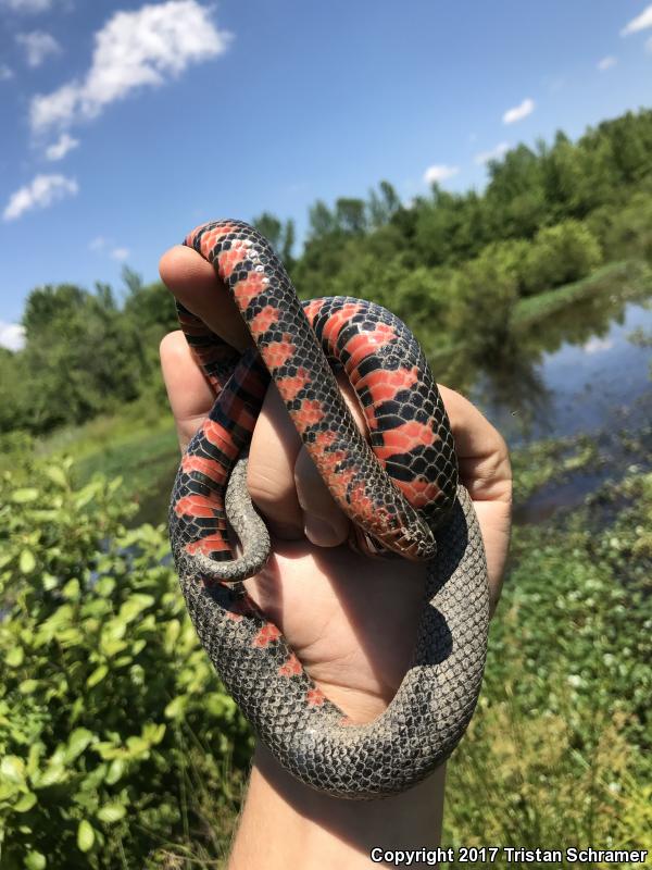 Western Mudsnake (Farancia abacura reinwardtii)