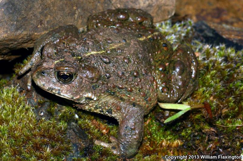 Boreal Toad (Anaxyrus boreas boreas)