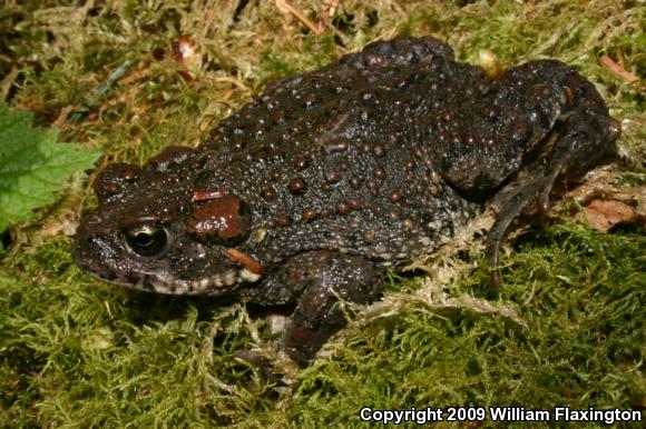 Boreal Toad (Anaxyrus boreas boreas)