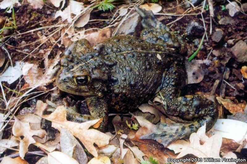 Boreal Toad (Anaxyrus boreas boreas)