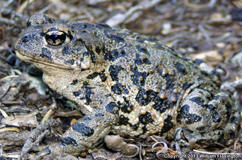 Boreal Toad (Anaxyrus boreas boreas)